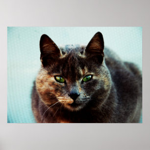 Mooie kat poster