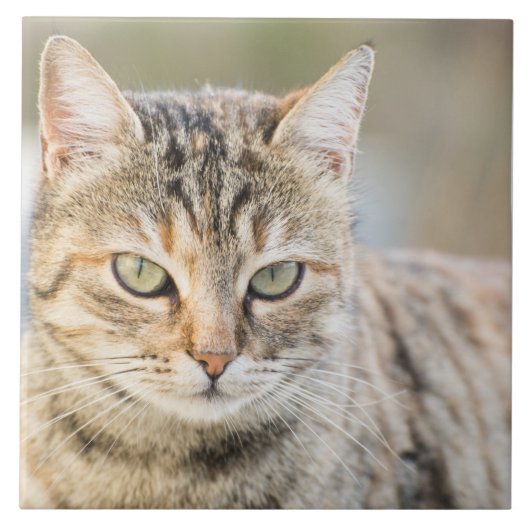 Mooie kat tegeltje (Voorkant)
