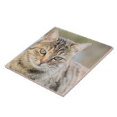 Mooie kat tegeltje (Zijkant)