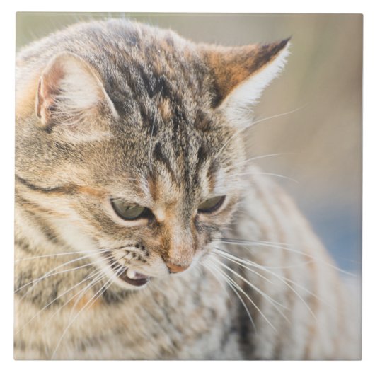 Mooie kat tegeltje (Voorkant)