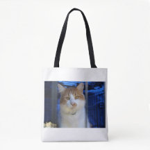 mooie kat