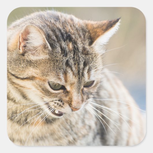 Mooie kat vierkante sticker (Voorkant)