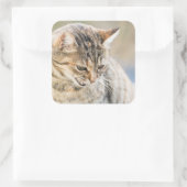 Mooie kat vierkante sticker (Tas)