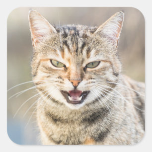 Mooie kat vierkante sticker