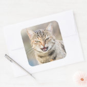 Mooie kat vierkante sticker (Envelop)
