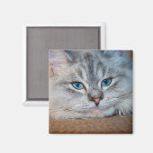 Mooie katblauwe ogen magneet (Voorkant / Achterkant)
