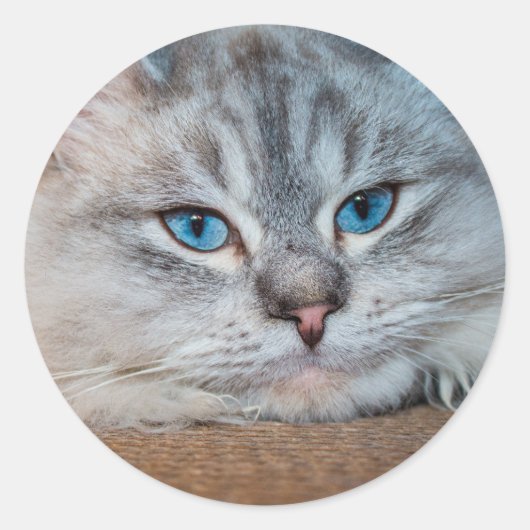 Mooie katblauwe ogen ronde sticker (Voorkant)