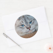 Mooie katblauwe ogen ronde sticker (Envelop)