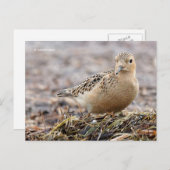 Mooie, keiharde Sandpiper bij het strand Briefkaart (Voorkant / Achterkant)