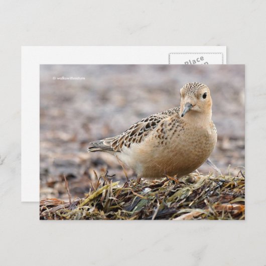 Mooie, keiharde Sandpiper bij het strand Briefkaart (Voorkant / Achterkant)
