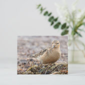 Mooie, keiharde Sandpiper bij het strand Briefkaart (Staand voorkant)