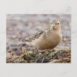 Mooie, keiharde Sandpiper bij het strand Briefkaart