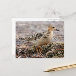 Mooie, keiharde Sandpiper bij het strand Briefkaart