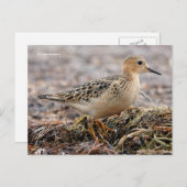 Mooie, keiharde Sandpiper bij het strand Briefkaart (Voorkant / Achterkant)