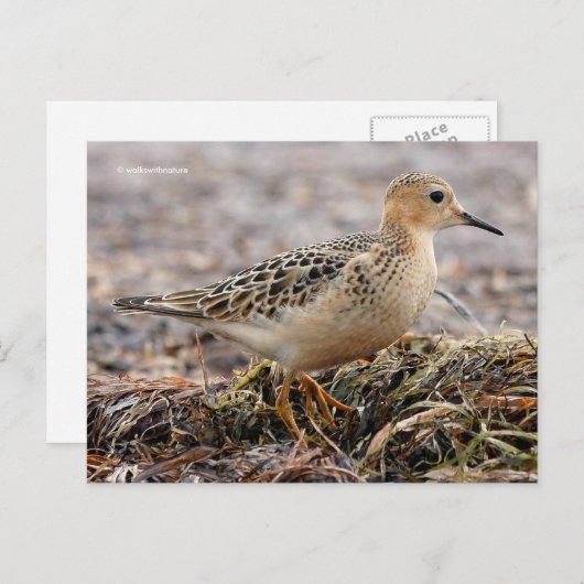 Mooie, keiharde Sandpiper bij het strand Briefkaart (Voorkant / Achterkant)
