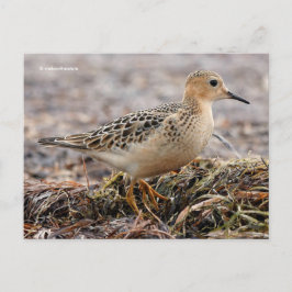 Mooie, keiharde Sandpiper bij het strand Briefkaart