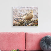 Mooie, keiharde Sandpiper bij het strand Canvas Afdruk (Insitu (Woonkamer))