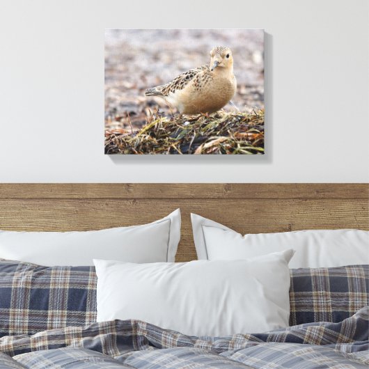 Mooie, keiharde Sandpiper bij het strand Canvas Afdruk (Insitu (Slaapkamer))