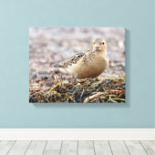 Mooie, keiharde Sandpiper bij het strand Canvas Afdruk (Insitu (Houten vloer))