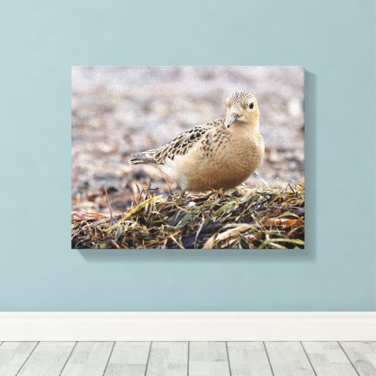 Mooie, keiharde Sandpiper bij het strand Canvas Afdruk (Insitu (Houten vloer))