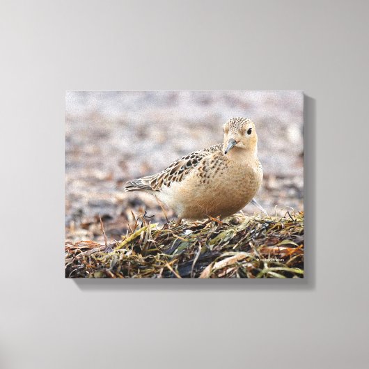 Mooie, keiharde Sandpiper bij het strand Canvas Afdruk (Voorkant)