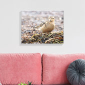 Mooie, keiharde Sandpiper bij het strand Canvas Afdruk (Insitu (Woonkamer))