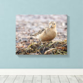 Mooie, keiharde Sandpiper bij het strand Canvas Afdruk (Insitu (Houten vloer))