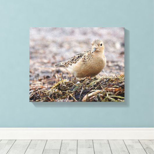 Mooie, keiharde Sandpiper bij het strand Canvas Afdruk (Insitu (Houten vloer))
