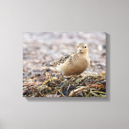 Mooie, keiharde Sandpiper bij het strand Canvas Afdruk