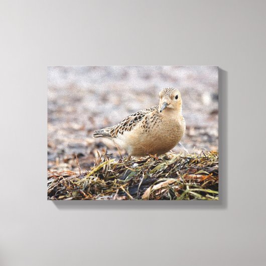Mooie, keiharde Sandpiper bij het strand Canvas Afdruk (Voorkant)