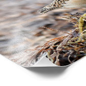 Mooie, keiharde Sandpiper bij het strand Foto Afdruk (Hoek)