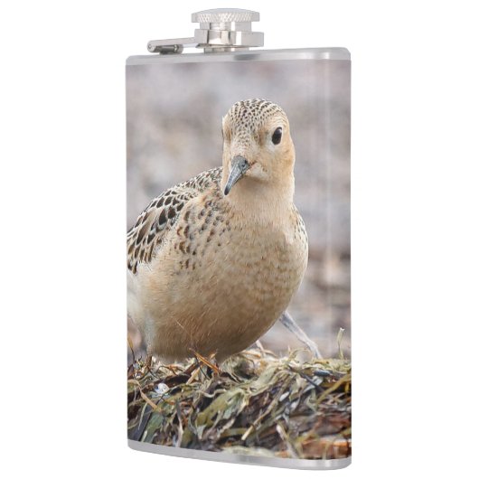 Mooie, keiharde Sandpiper bij het strand Heupfles (Links)