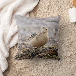 Mooie, keiharde Sandpiper bij het strand Kussen