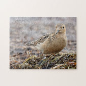 Mooie, keiharde Sandpiper bij het strand Legpuzzel (Horizontaal)
