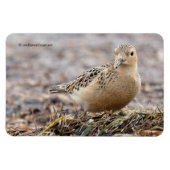 Mooie, keiharde Sandpiper bij het strand Magneet (Horizontaal)