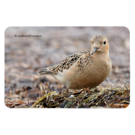 Mooie, keiharde Sandpiper bij het strand Magneet