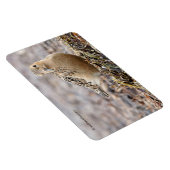 Mooie, keiharde Sandpiper bij het strand Magneet (Rechterzijde)