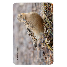 Mooie, keiharde Sandpiper bij het strand Magneet