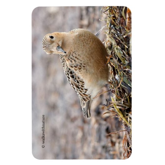 Mooie, keiharde Sandpiper bij het strand Magneet (Verticaal)