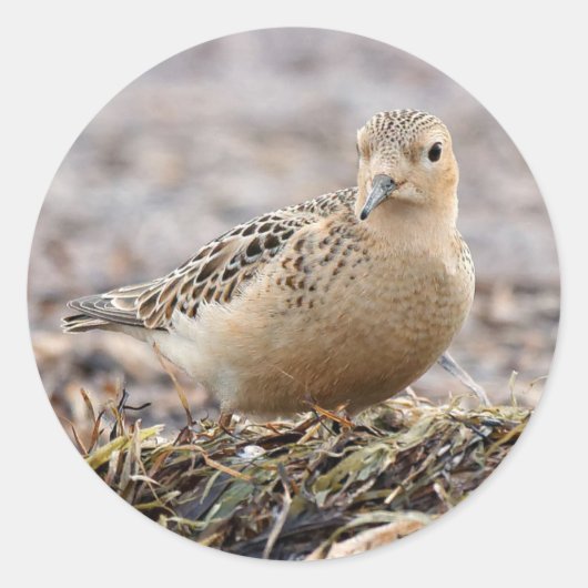 Mooie, keiharde Sandpiper bij het strand Ronde Sticker (Voorkant)