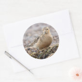 Mooie, keiharde Sandpiper bij het strand Ronde Sticker (Envelop)