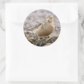 Mooie, keiharde Sandpiper bij het strand Ronde Sticker (Tas)