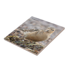 Mooie, keiharde Sandpiper bij het strand Tegeltje