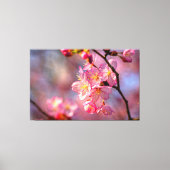 Mooie kersenbloesems aan een kersenboom in de tuin canvas afdruk (Voorkant)