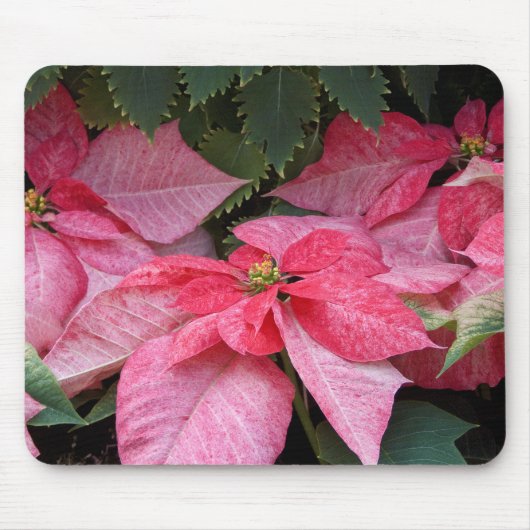 Mooie kerstfoto van Poinsettia Muismat (Voorkant)