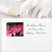 Mooie Kerstmis Poinsettia Foto Etiket (Insitu)