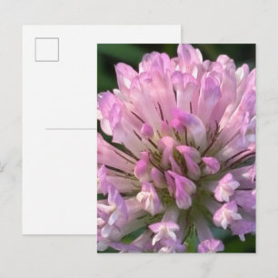 Mooie klaverbloem briefkaart