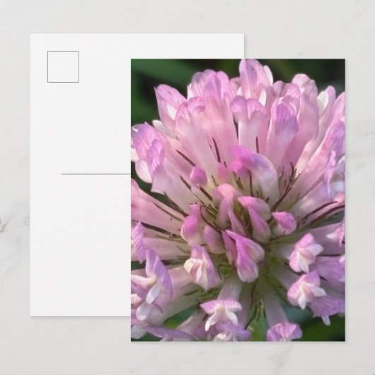 Mooie klaverbloem briefkaart (Voorkant / Achterkant)