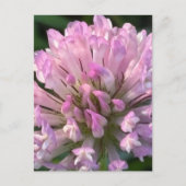 Mooie klaverbloem briefkaart (Voorkant)