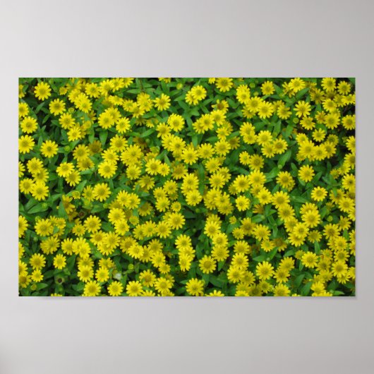 Mooie Kleine Gele Bloemen Poster (Voorkant)